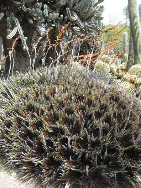 File:576px-IMG 4455 hunt0904.jpg