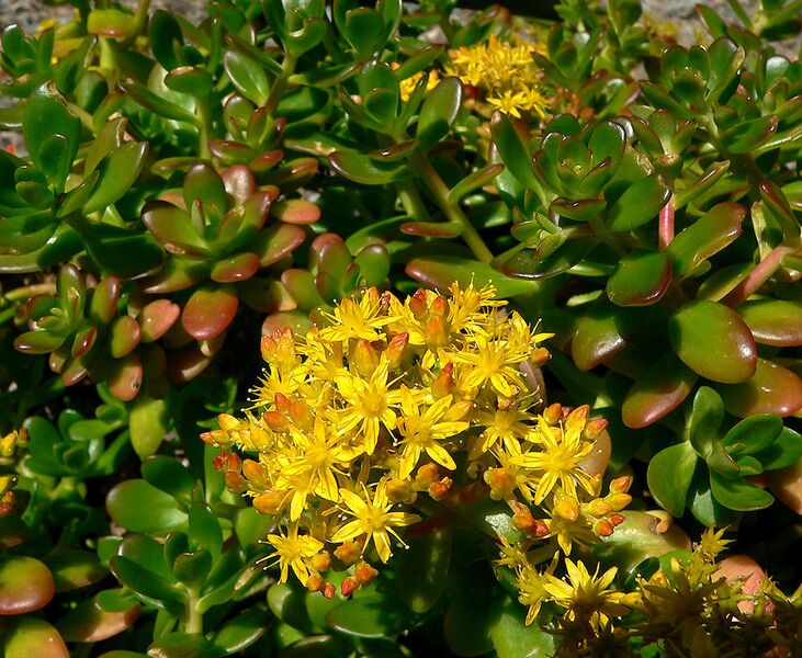 File:936px-Sedum confusum 2.jpg
