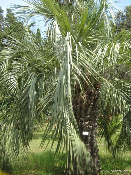 File:Butia eriospatha-IMG 3016 lokrun.jpg