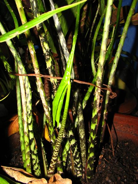 File:C johnstonii's new shoots.jpg