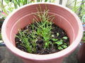 Thumbnail for version as of 04:15, 15 June 2007