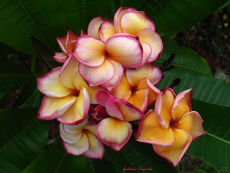 File:Golden Pagoda Rare Plumeria Flowers-3877.jpg