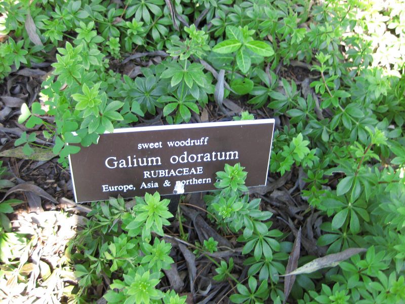 File:IMG 0249 nybg09.jpg