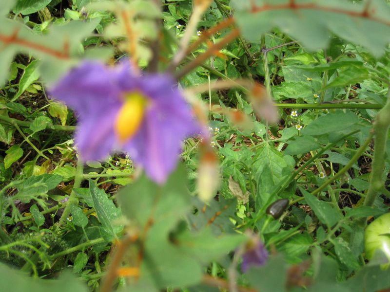 File:IMG 0784 bbg09.jpg