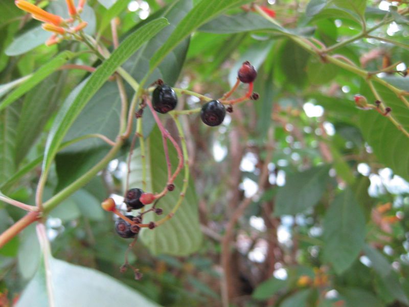 File:IMG 0960 bbg09.jpg