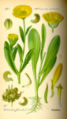 Pot Marigold (Calendula officinalis) from Thomé Flora von Deutschland, Österreich und der Schweiz 1885