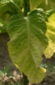 Thumbnail for version as of 05:49, 25 August 2007
