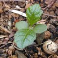 Thumbnail for version as of 01:50, 4 April 2009