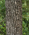 Terminalia muelleri in Talakona forest, in Chittoor District of Andhra Pradesh, India.