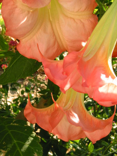 File:Trompetflower, Brugmansia-8732.jpg