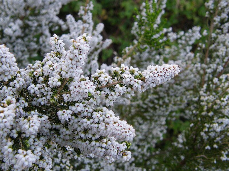 File:1024px-Erica scabriuscula Loddiges 1821 Kirstenbosch (2).jpg