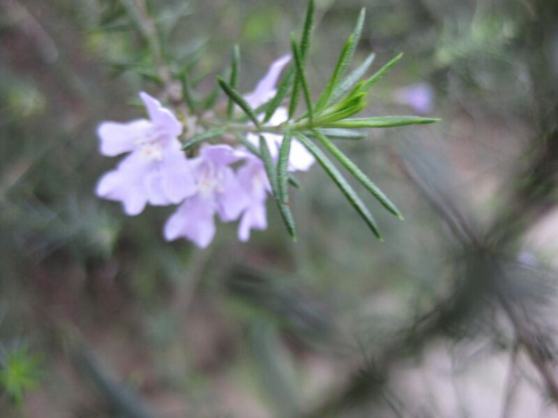 File:1024px-IMG 4718 hunt0904.jpg