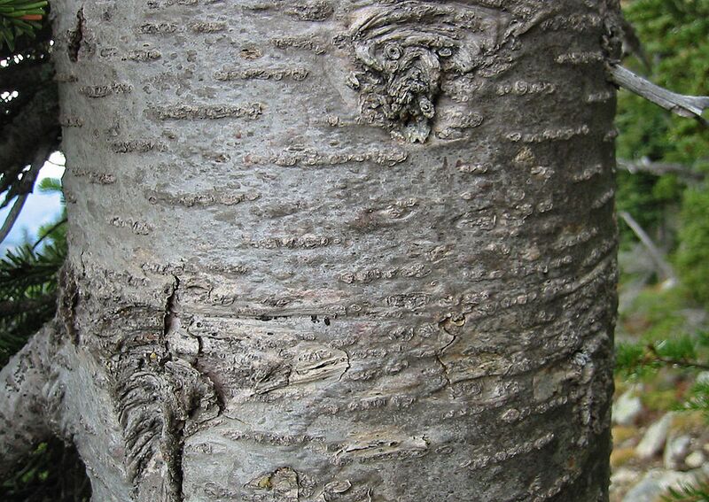 File:1024px-SubalpineFir 7753t.jpg