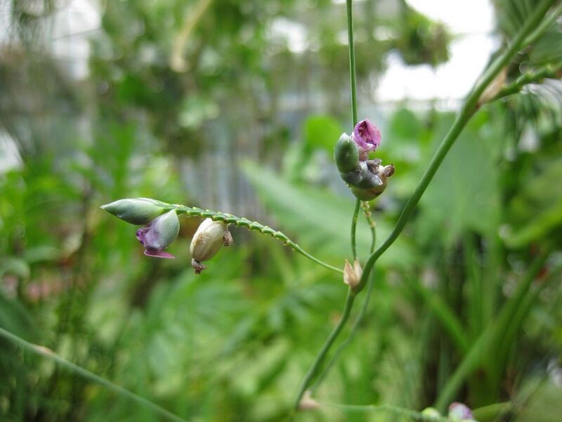 File:1280px-IMG 0994 bbg09.jpg