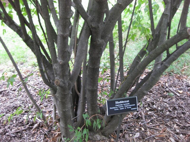 File:1280px-IMG 1334 bbg09.jpg