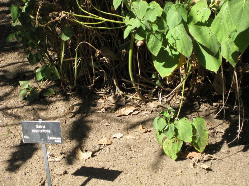 File:1280px-IMG 1963 hunt09oct.jpg