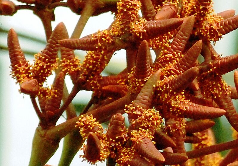 File:1280px-Welwitschia 469-33.jpg