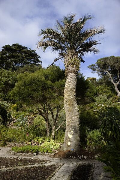 File:512px-Butia capitata, Tresco.JPG