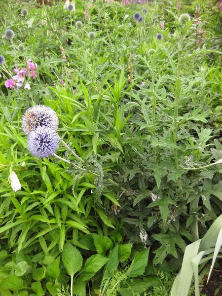 File:576px-IMG 6871 hunt09jun.jpg