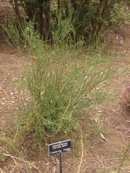 File:576px-IMG 7222 hunt09jun.jpg