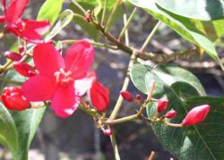 Spicy jatropha (Jatropha integerrima)
