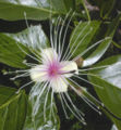 Thumbnail for version as of 10:01, 5 June 2007