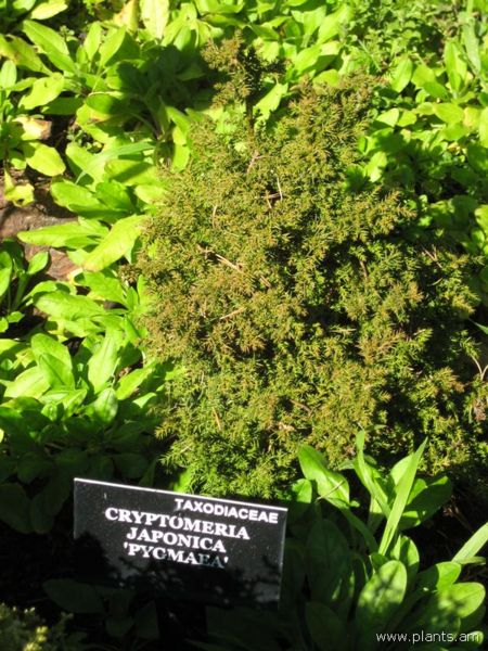 File:Cryptomeria japonica-pygmaea-IMG 7722 sfbg0308.jpg