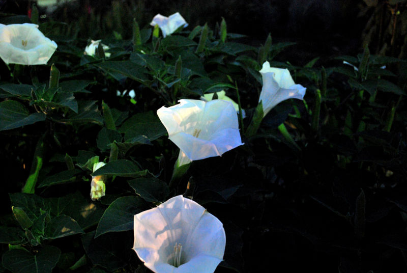 File:Datura-1190.jpg