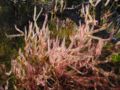 Thumbnail for version as of 15:49, 1 March 2009