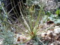 Thumbnail for version as of 15:56, 1 March 2009