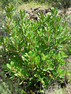 Habitus