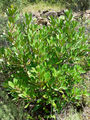 Thumbnail for version as of 16:44, 26 October 2007