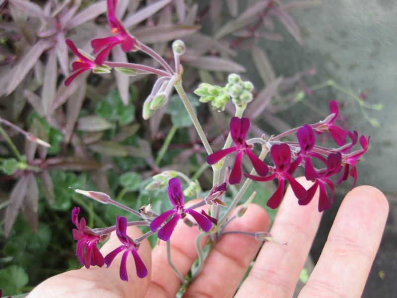 File:IMG 0831 bbg09.jpg