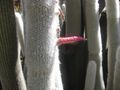 Thumbnail for version as of 01:25, 26 November 2009