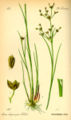 Jointed Rush (Juncus articulatus) - from Thomé, Flora von Deutschland, Österreich und der Schweiz 1885