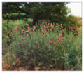 Field of poppies, from a photograph by Sergei Mikhailovich Prokudin-Gorskii, taken ca. 1912.