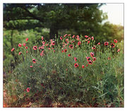 Field of poppies, from a photograph by Sergei Mikhailovich Prokudin-Gorskii, taken ca. 1912.