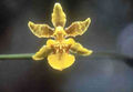 Thumbnail for version as of 14:12, 23 July 2007