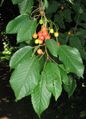 Prunus avium ripening fruit