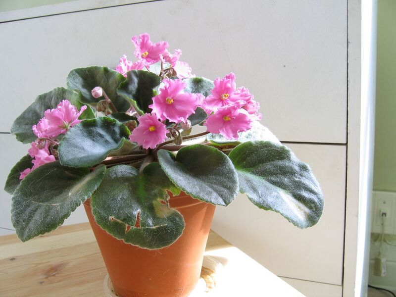 File:1024px-African violet-8046.jpg