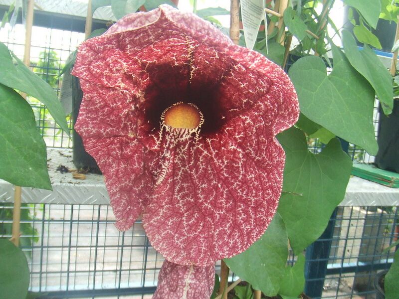 File:1024px-Aristolochia gigantea10.jpg