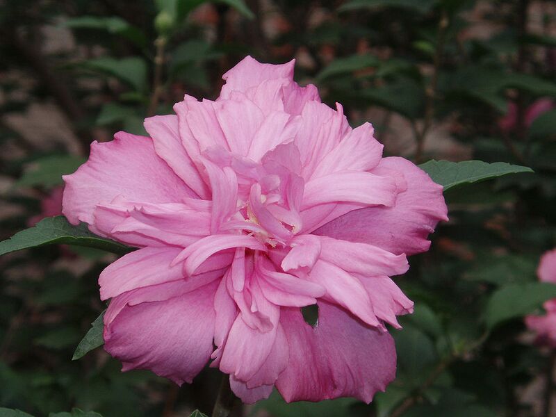 File:1024px-HibiscusSyriacus2.jpg