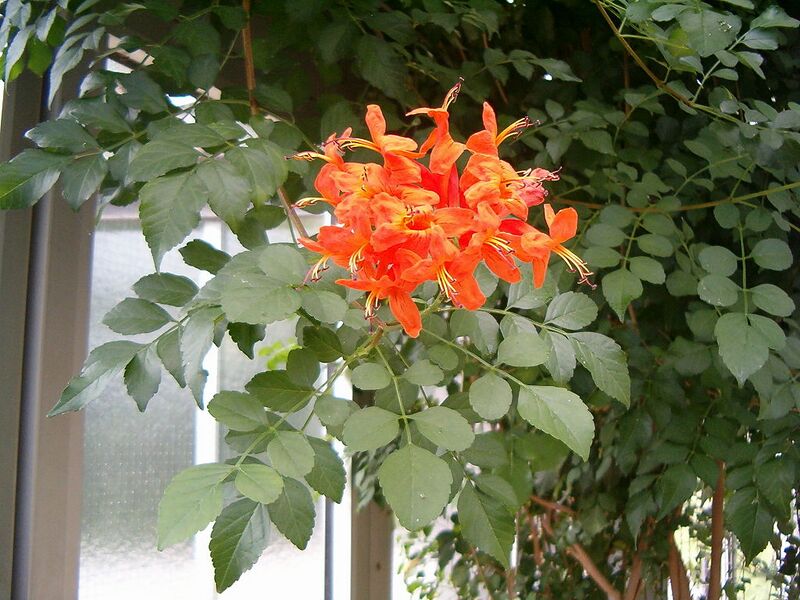 File:1024px-Tecoma capensis InflorescenceLeaves BotGard0906b.JPG
