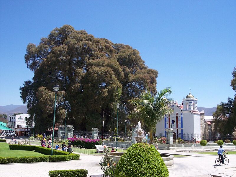File:1280px-Árbol-del-Tule-Oaxaca-Mexico.jpg