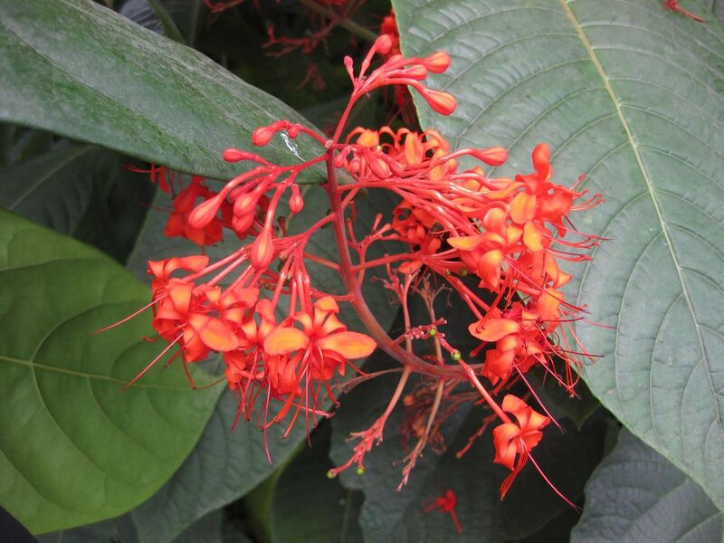 File:1280px-IMG 7581 hunt09jun.jpg