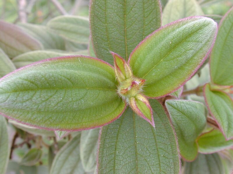 File:1280px-Starr 010423-0009 Tibouchina urvilleana.jpg