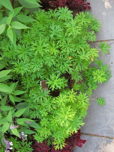 File:576px-IMG 0171 nybg09.jpg