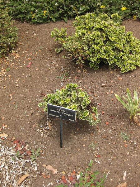 File:576px-IMG 7153 hunt09jun.jpg