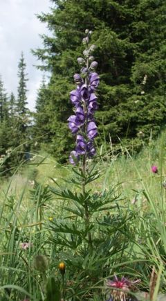 Plant in flower, Austria