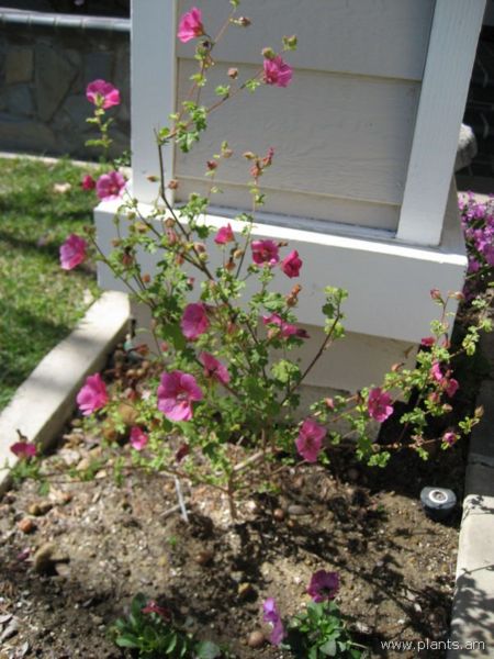File:Anisodontea hypomandarum-cape mallow-IMG 1027 oc.jpg